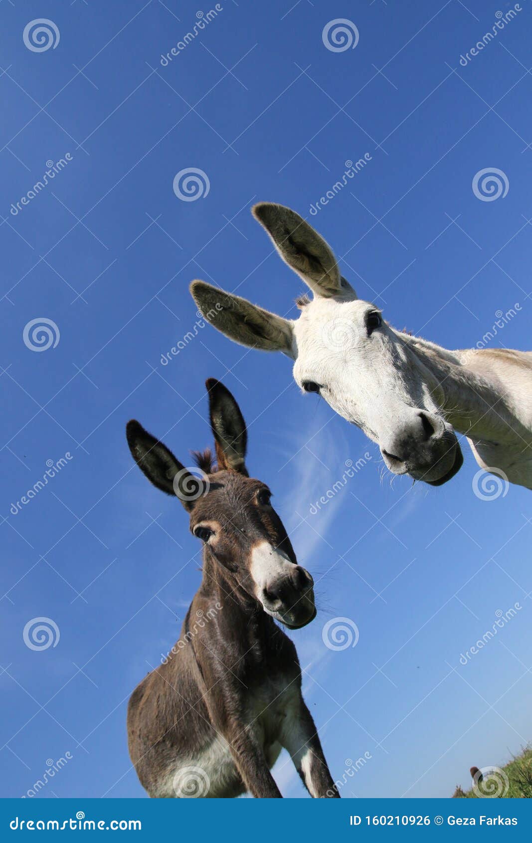 Portrait of Two Funny Donkeys Black and White Stock Photo - Image of ...