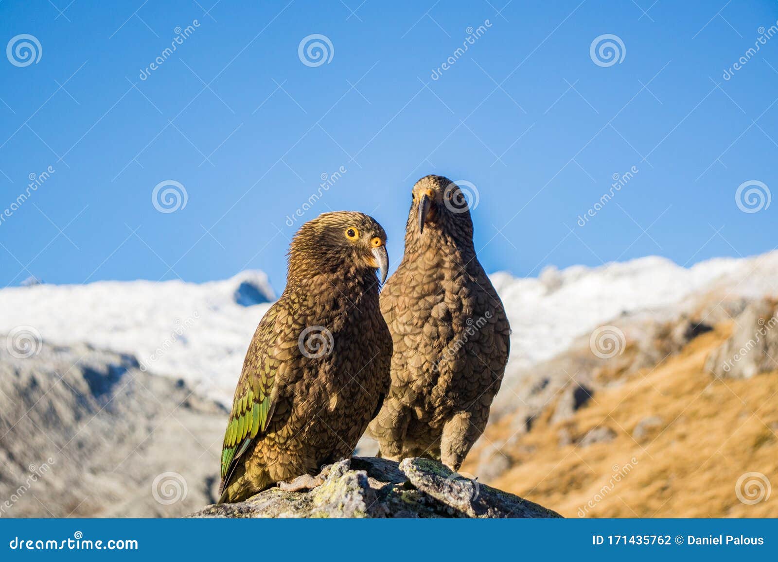 portrait of two nestor kea parrots nestor notabilis standing on a stone near brewster hut in mount aspiring national park