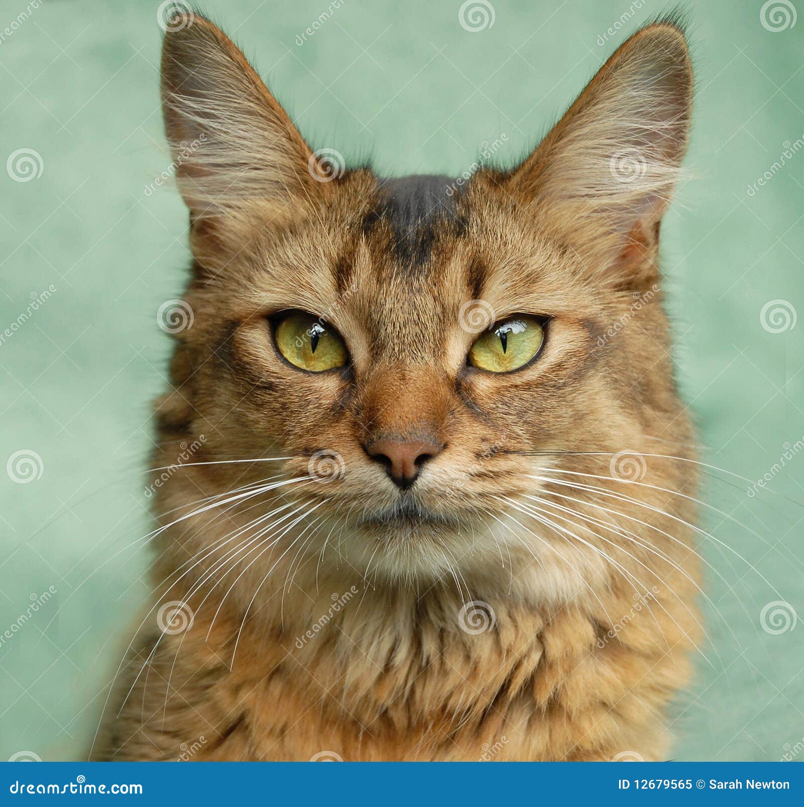 portrait of a usual somali cat