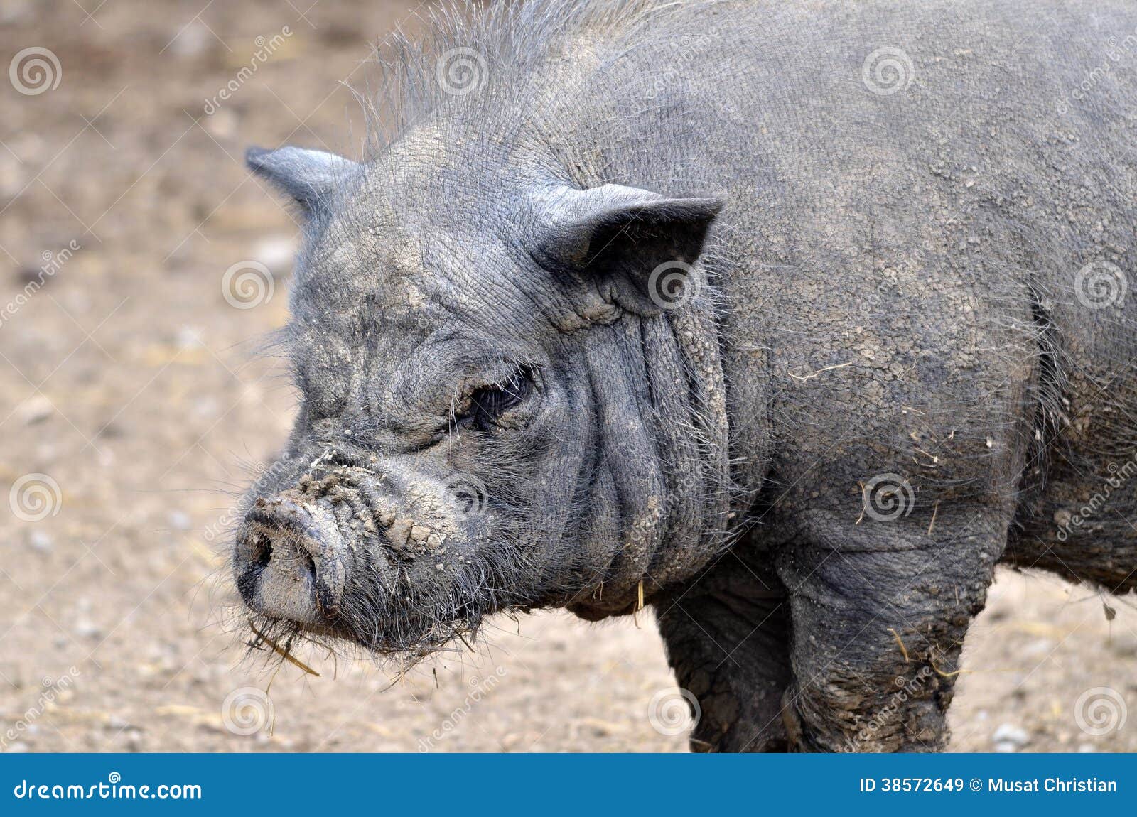 portrait vietnamese potbellied pig