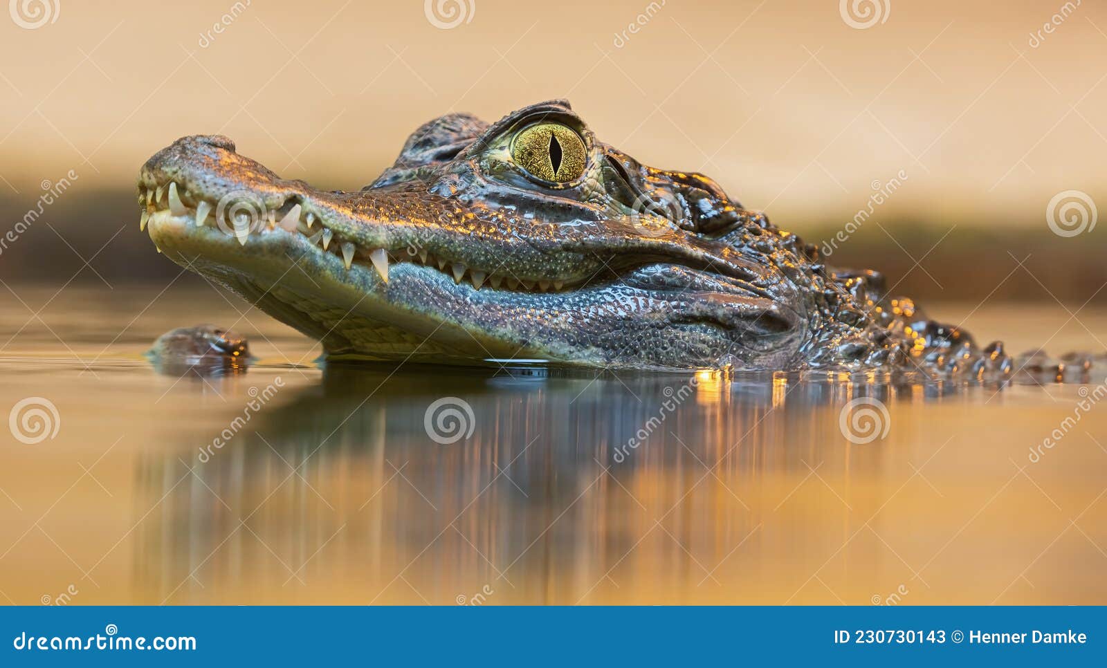 portrait view of a spectacled caiman