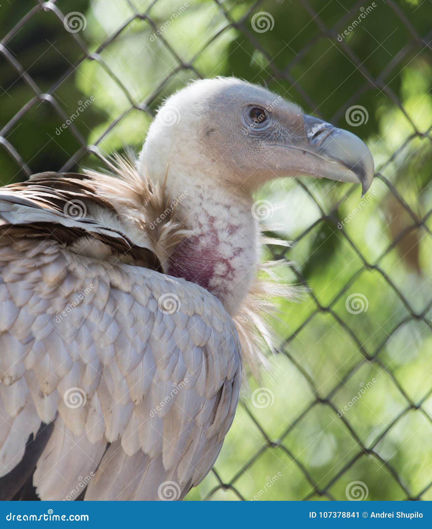 Portrait of a Vulture in a Zoo Stock Image - Image of looking, natural ...