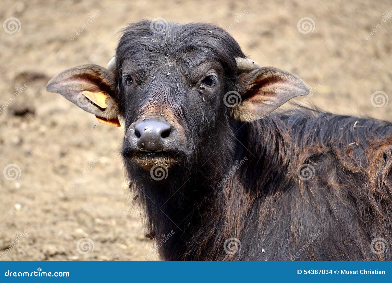 Portrait Water Buffalo Calf Stock Photo Image of face, little 54387034