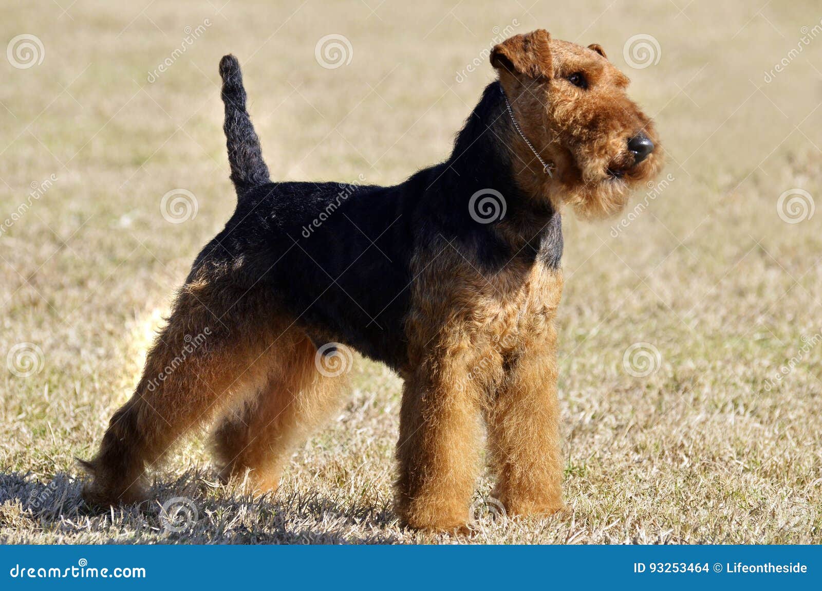 portrait welsh terrier puppy dog