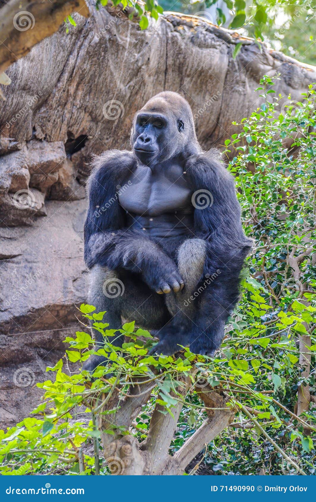 western lowland gorilla intelligence western lowland gorilla intelligence