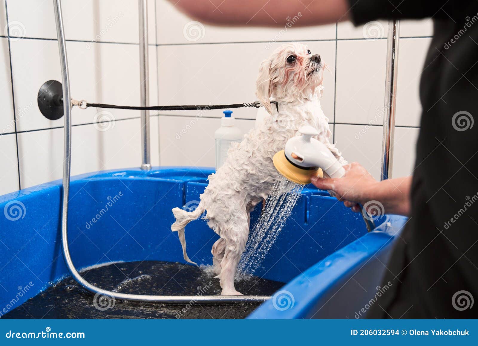 white maltipoo in the bathroom in the beauty salon