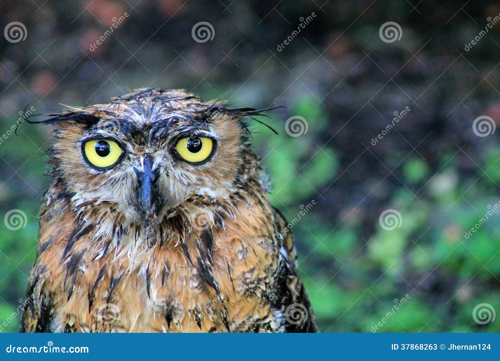 Portrait Wet Great Horned Owl Stock Image Image of backyard, florida