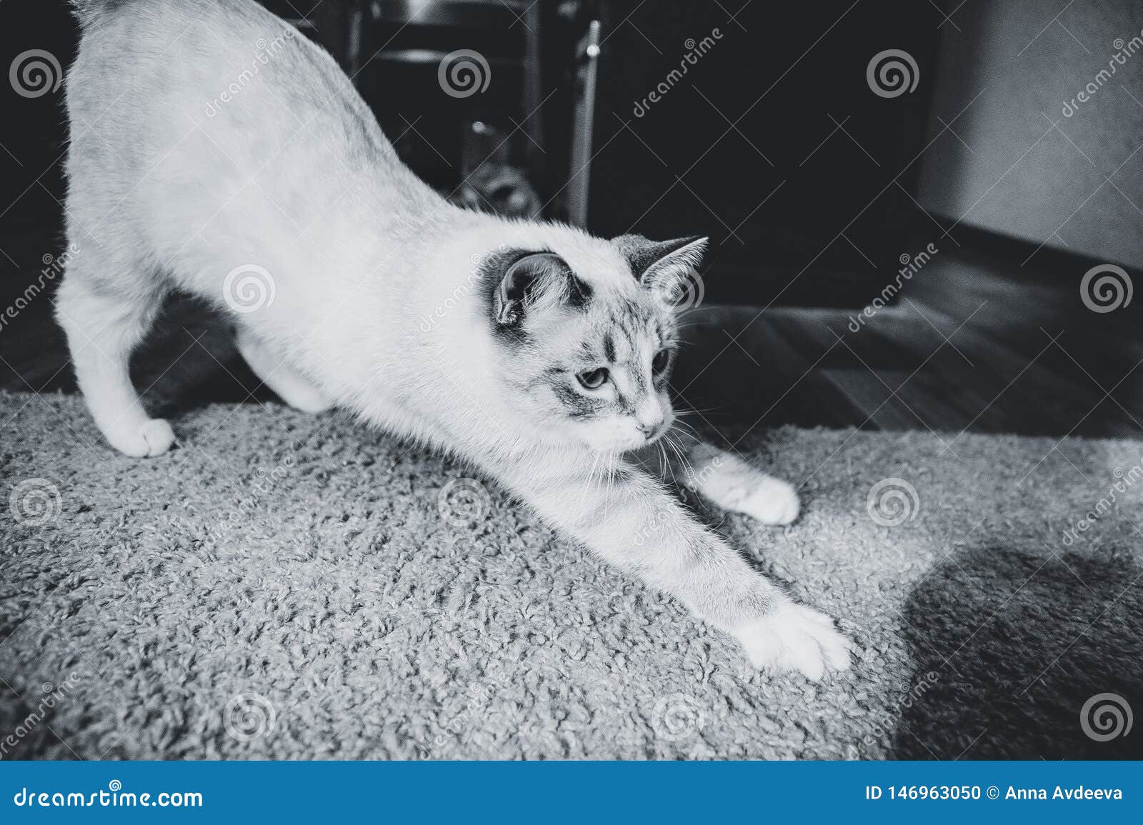 Portrait of a White Cat Stretching Herself on a Carpet Stock Photo