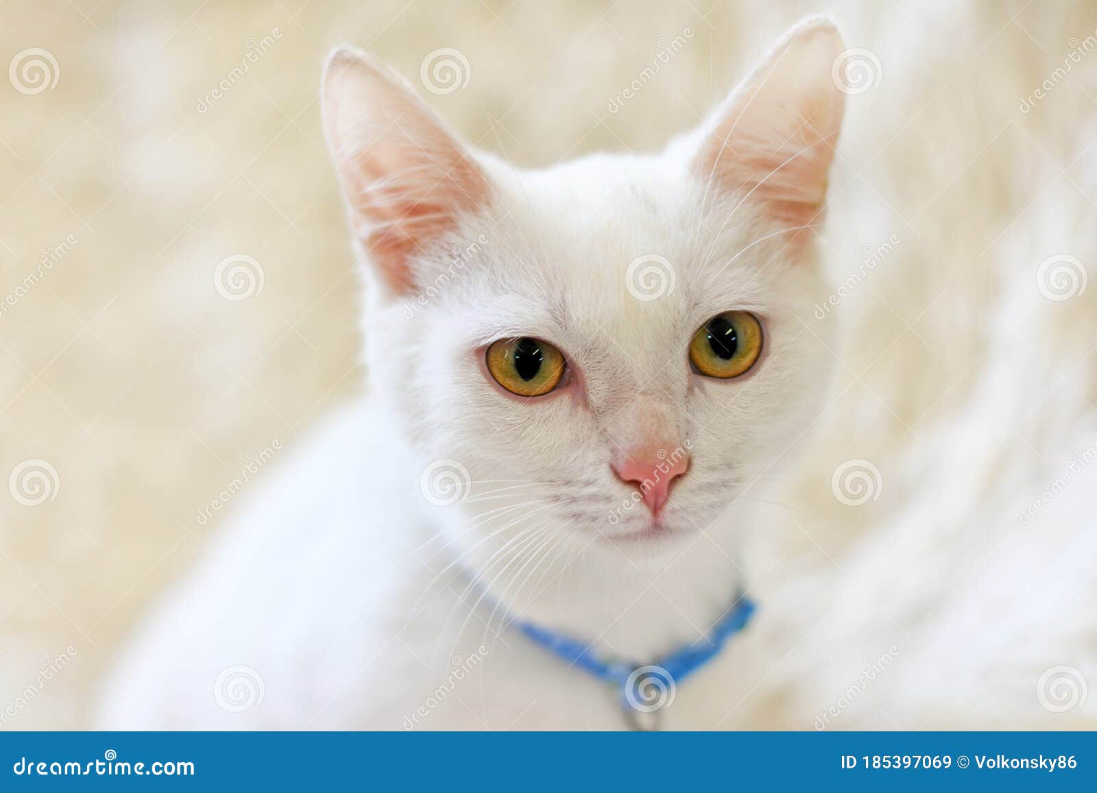 white cat collar