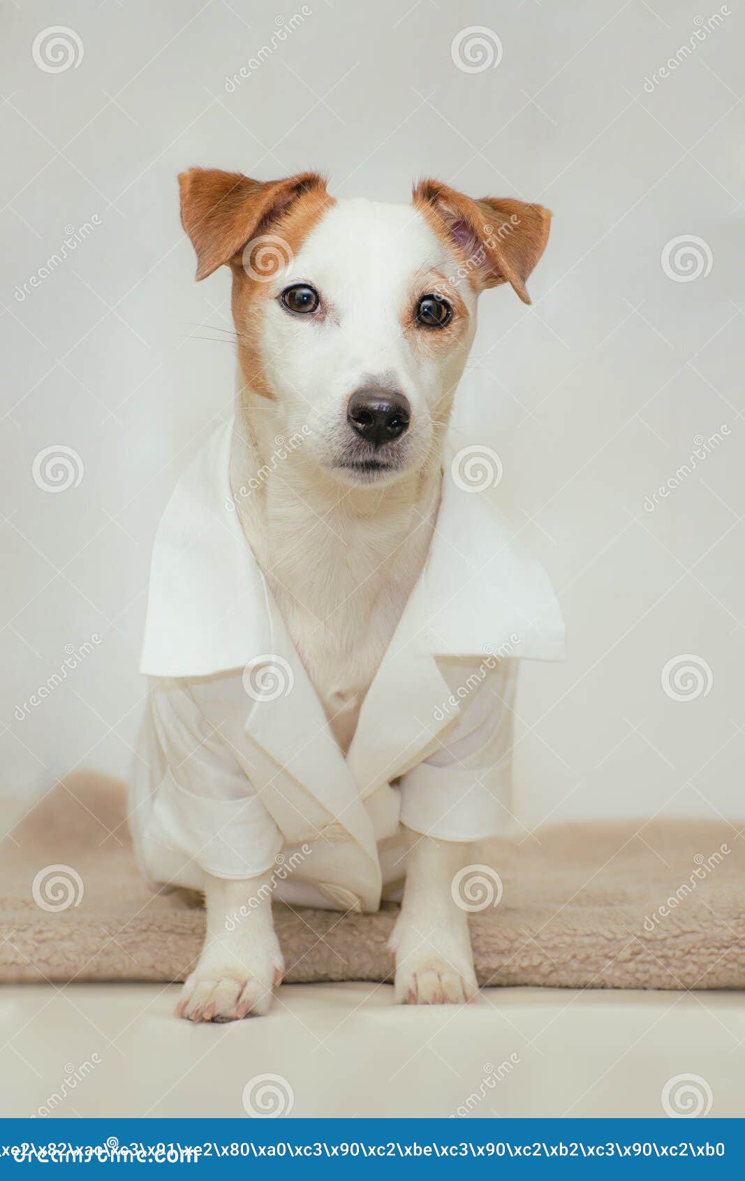 Portrait of a White Dog in a White Coat Stock Image Image of