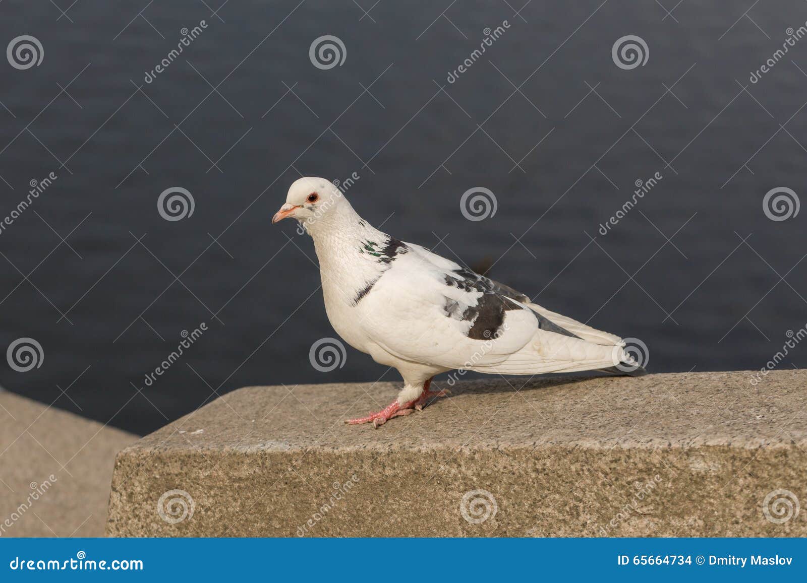 Portrait of a white dove stock photo. Image of color 65664734