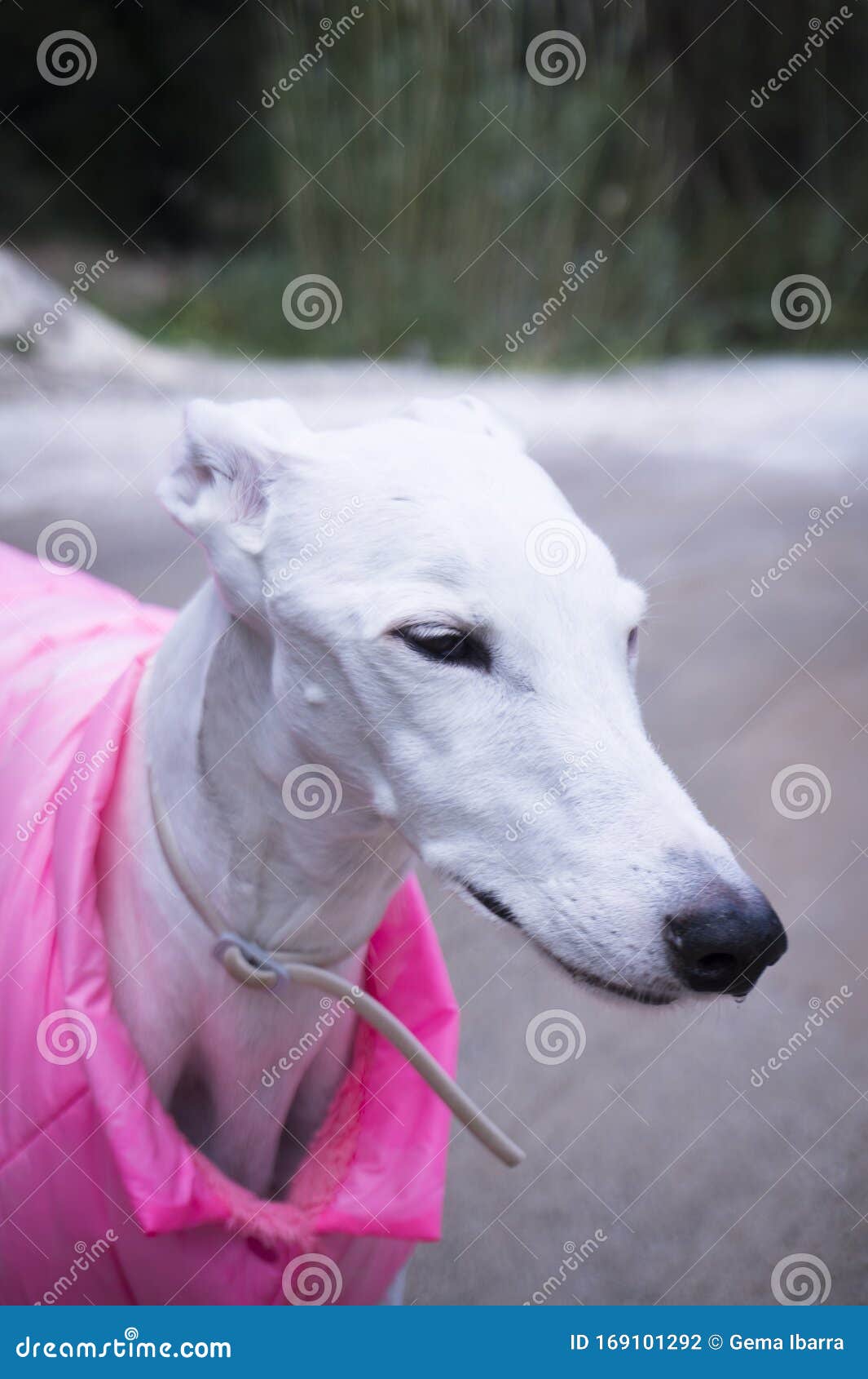Portrait White Greyhound Dog Breed Stock Photo Image Of Breed Sitting 169101292