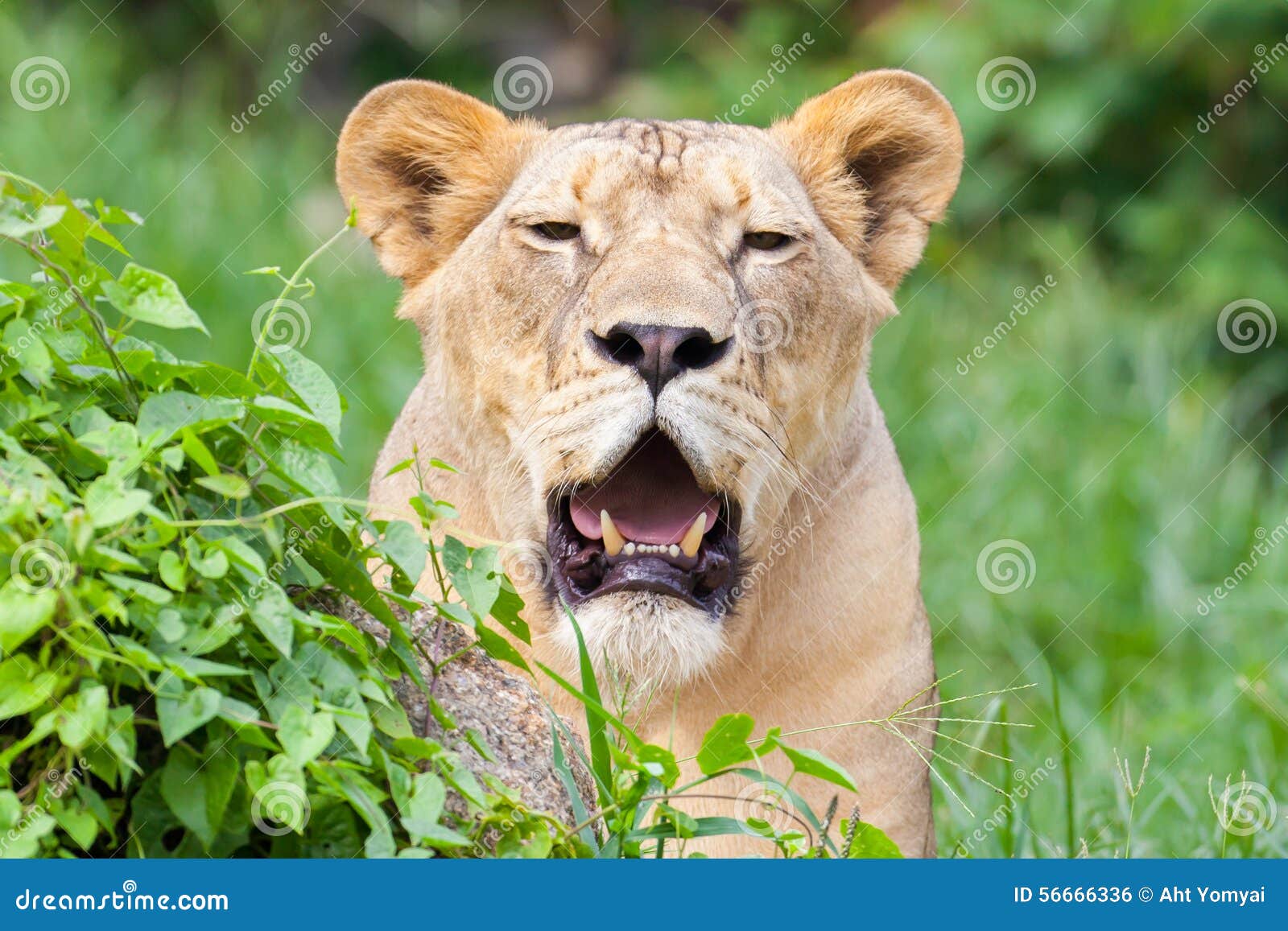 Lion Roars In The Grass With His Mouth Open Background, Lion Roaring  Picture Background Image And Wallpaper for Free Download