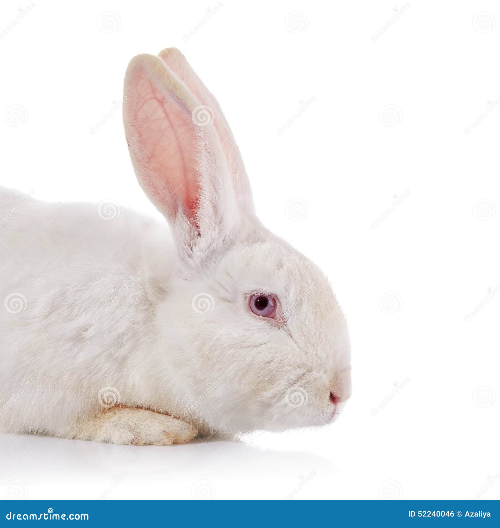 white domestic rabbit with red eyes Stock Photo