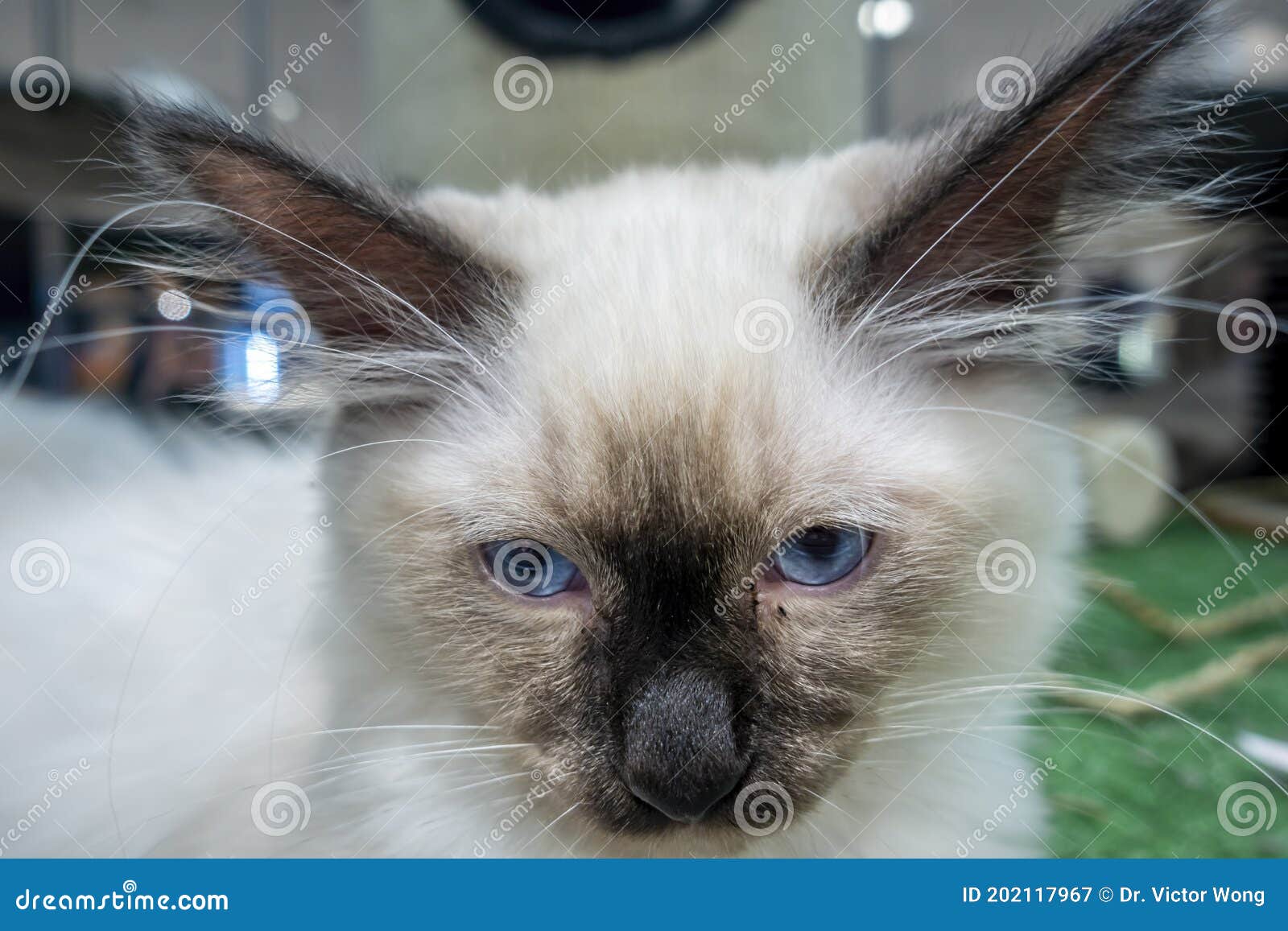 Meezer Photos Free Royalty Free Stock Photos From Dreamstime