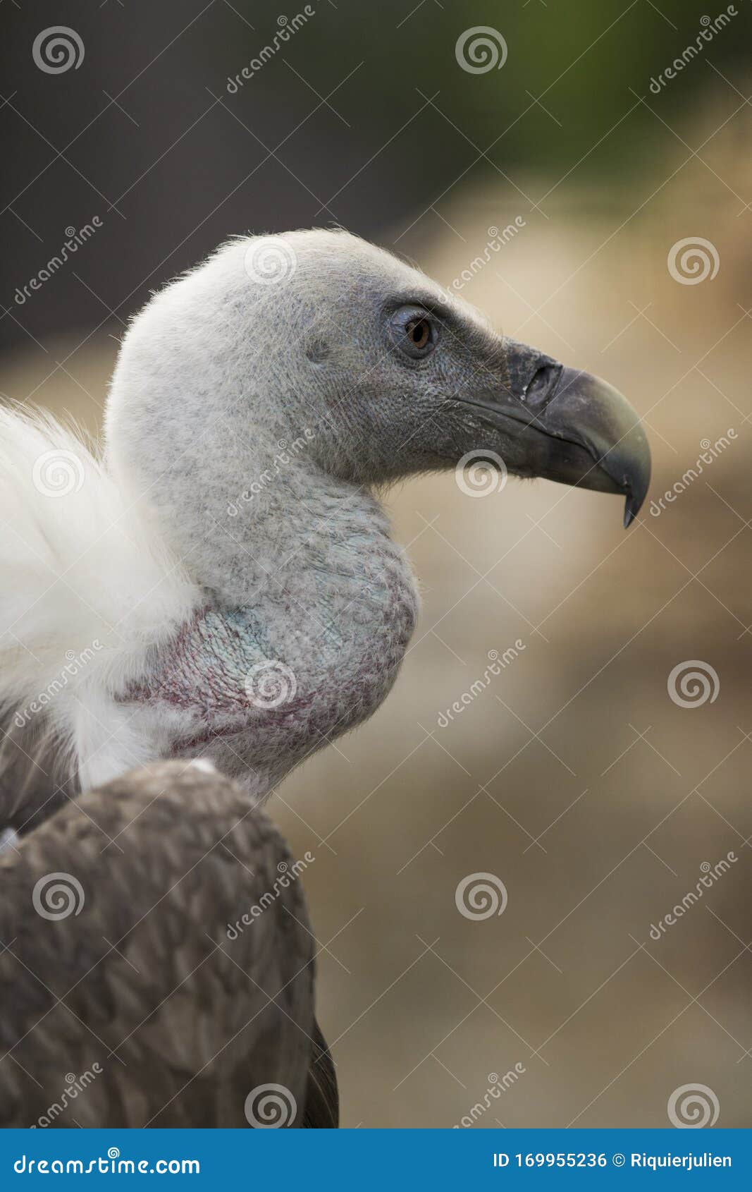 Portrait of a White Vulture, Scavenger, Bird of Prey, Gyps, Griffon ...