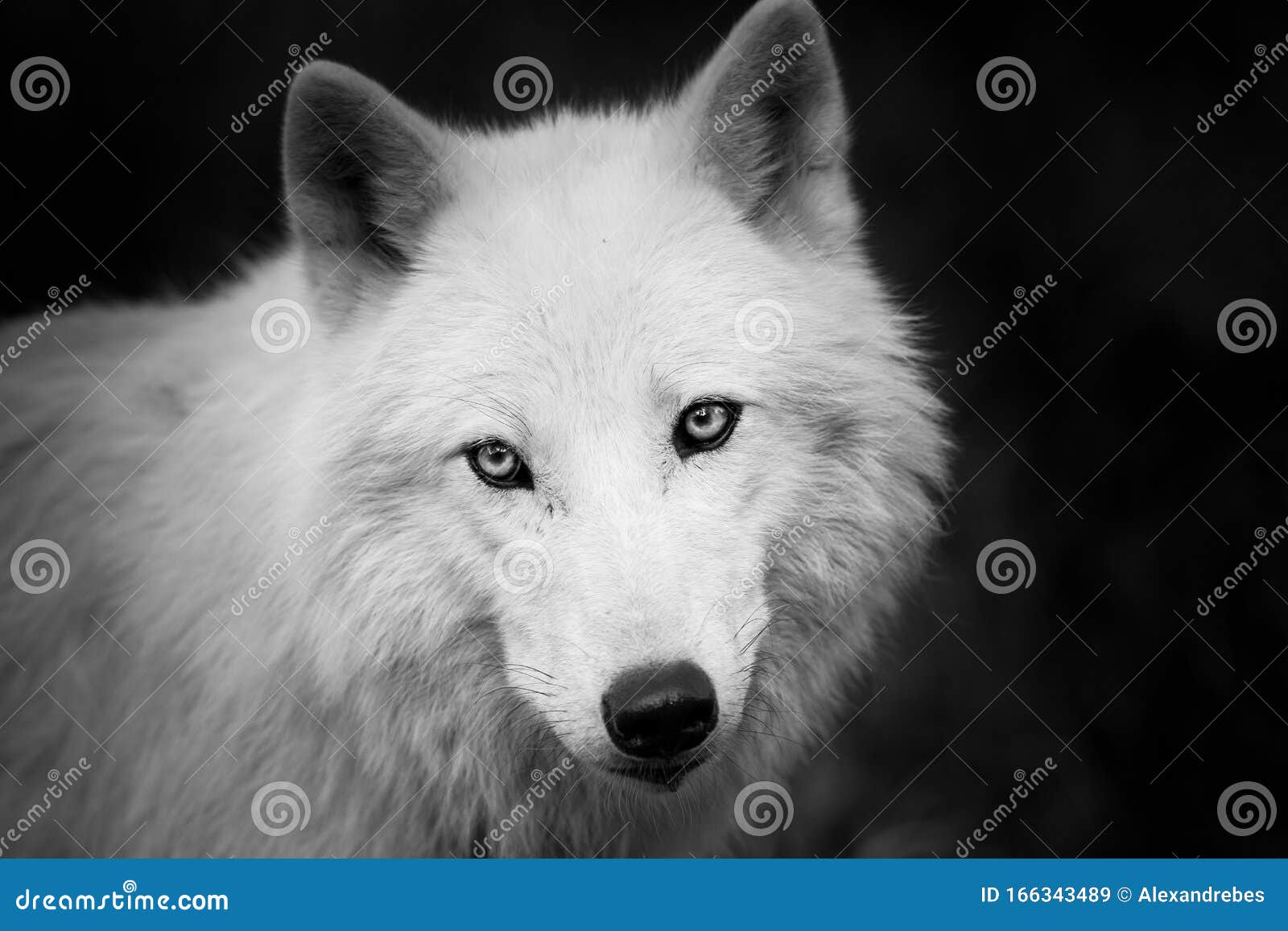 Portrait of White Wolf in the Forest Stock Image Image of macro