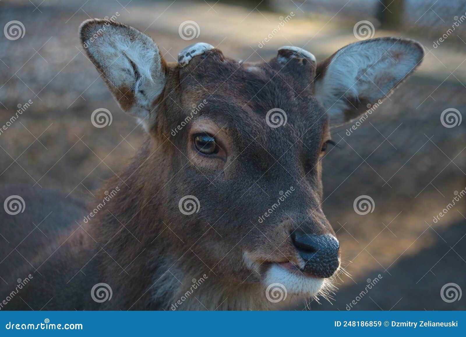 Portrait of a Wild Deer without Antlers in the Forest. Stock Image
