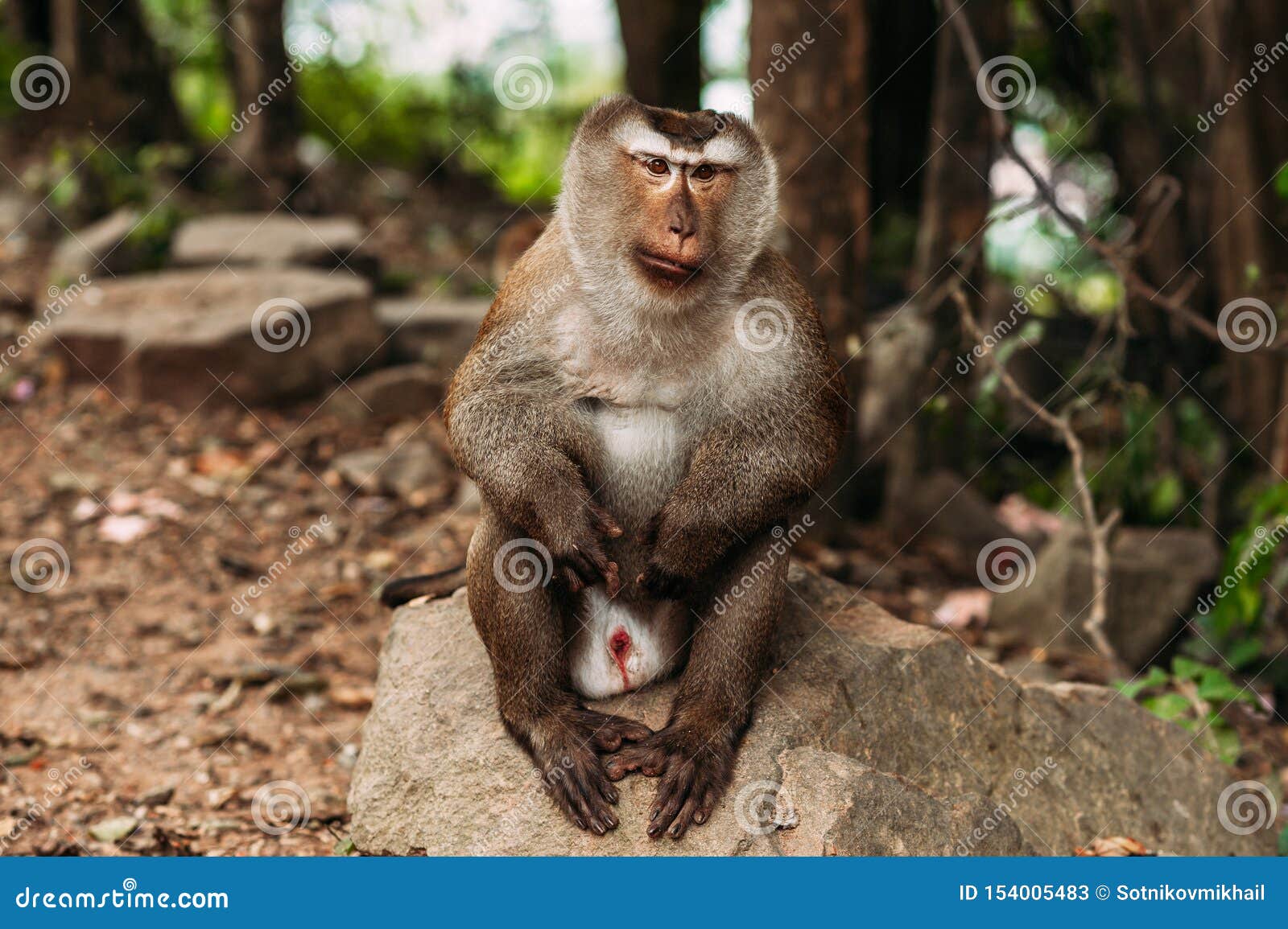 portrait of a wild monkey. a selfie of a monkey. macaque looks at the camera. wild primates. wild animal. animal eyes