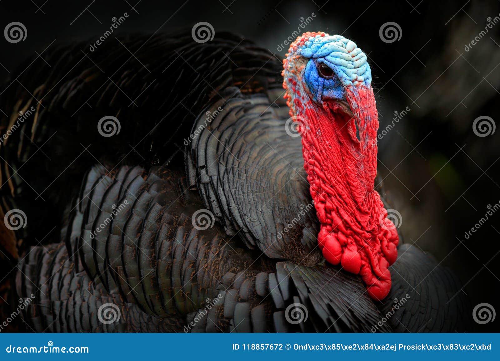 portrait of wild turkey, meleagris gallopavo, blue and red head. wildlife animal scene from nature. red and blue head of bird. bla