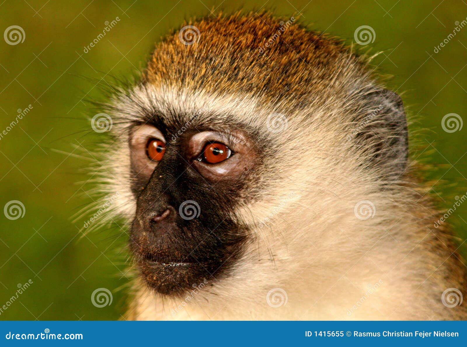 portrait of wild vervet monkey