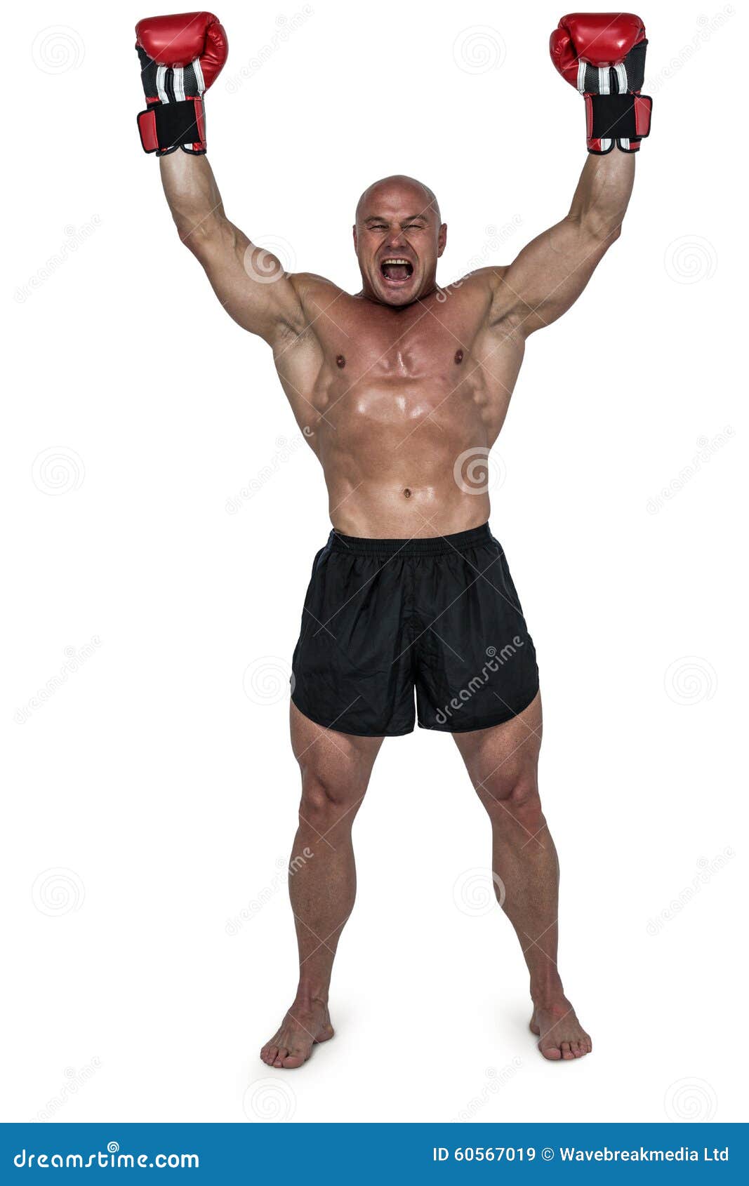 Portrait of Winning Boxer with Arms Raised Stock Image Image of bald