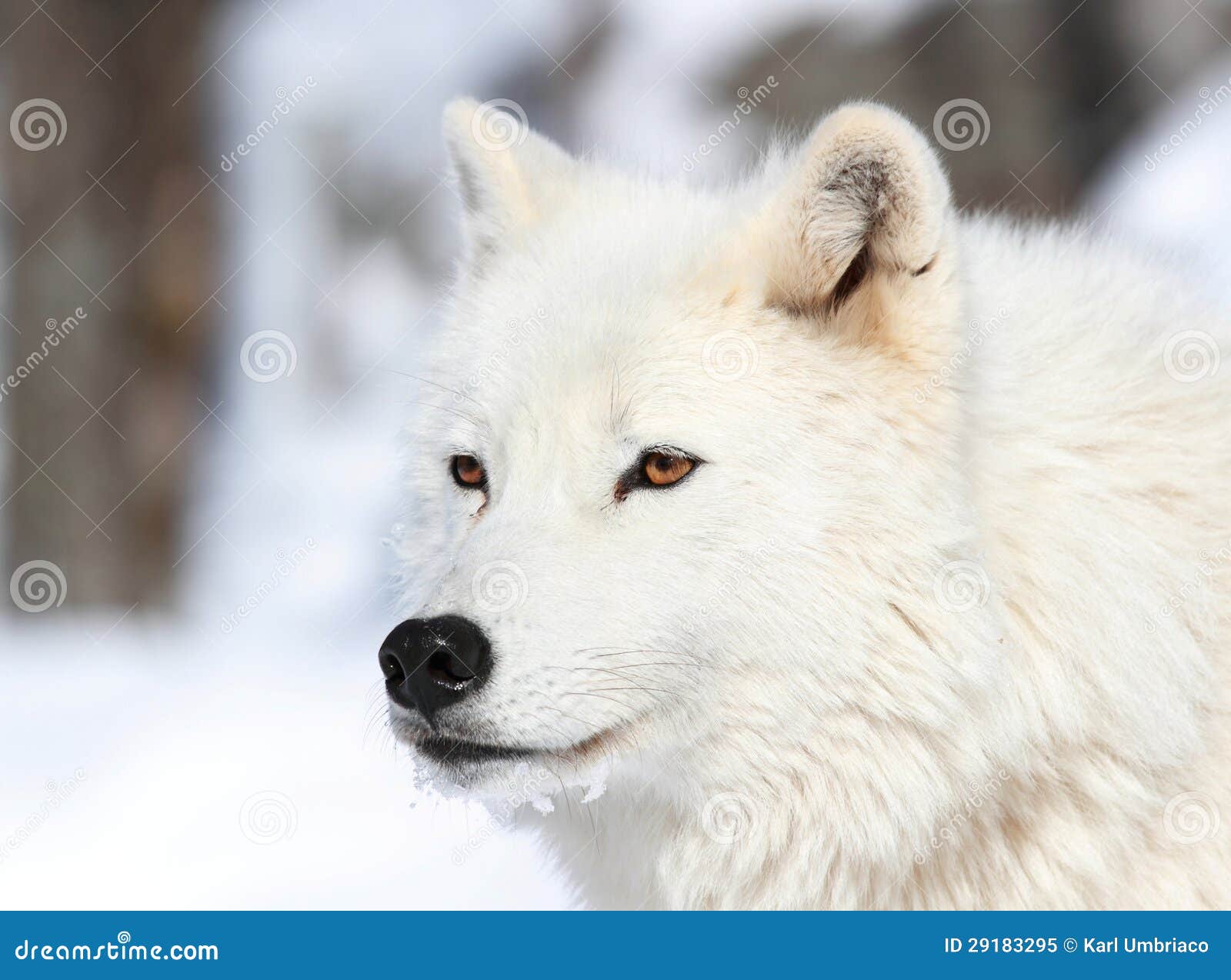Portrait of wolf stock image. Image of power, wolf, face - 29183295