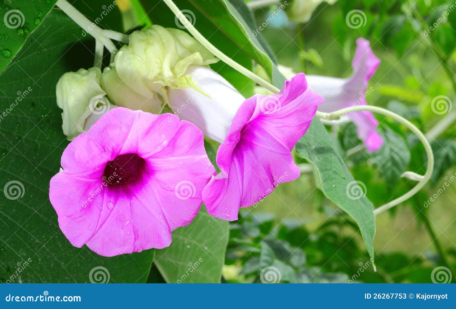 The portrait of Woolly Morning Glory or Silver Elephant Creeper are blooming