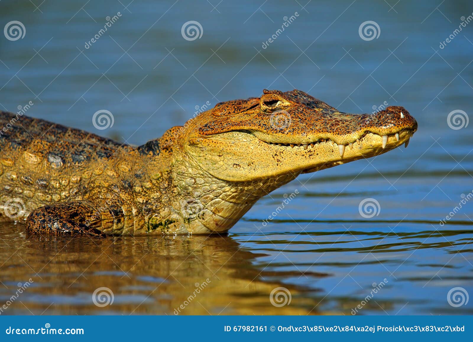 portrait of yacare caiman in blue water, cano negro, costa rica