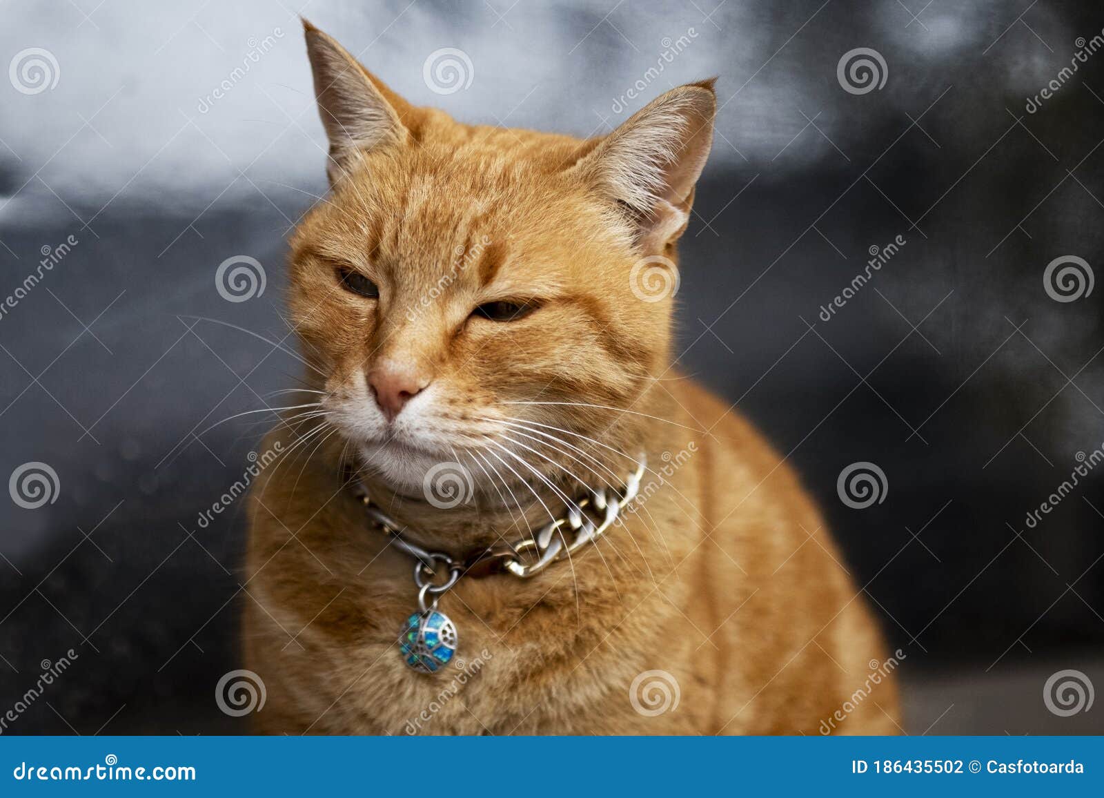 yellow kitten collar