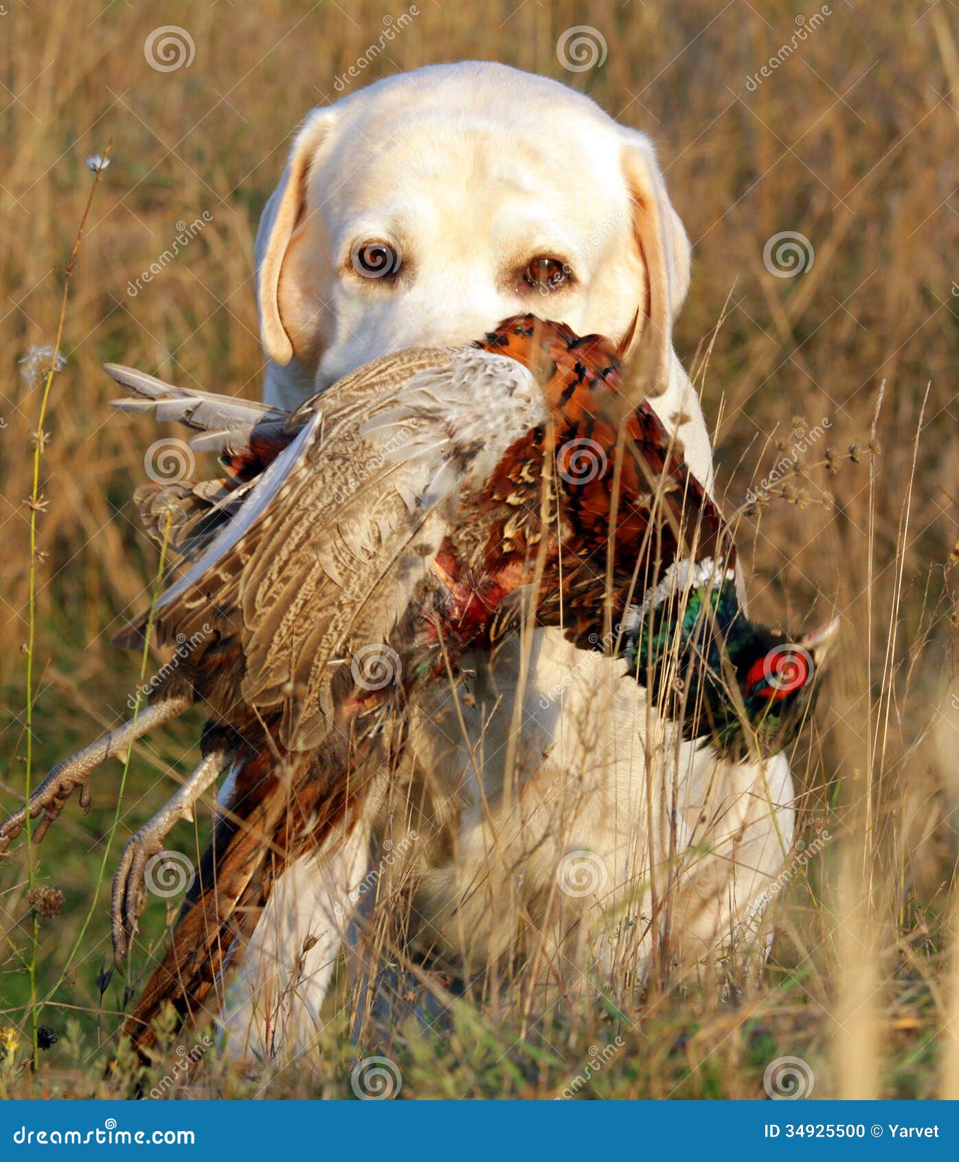 Portrait of Yellow Labrador with Pheasant Stock Photo Image of linen