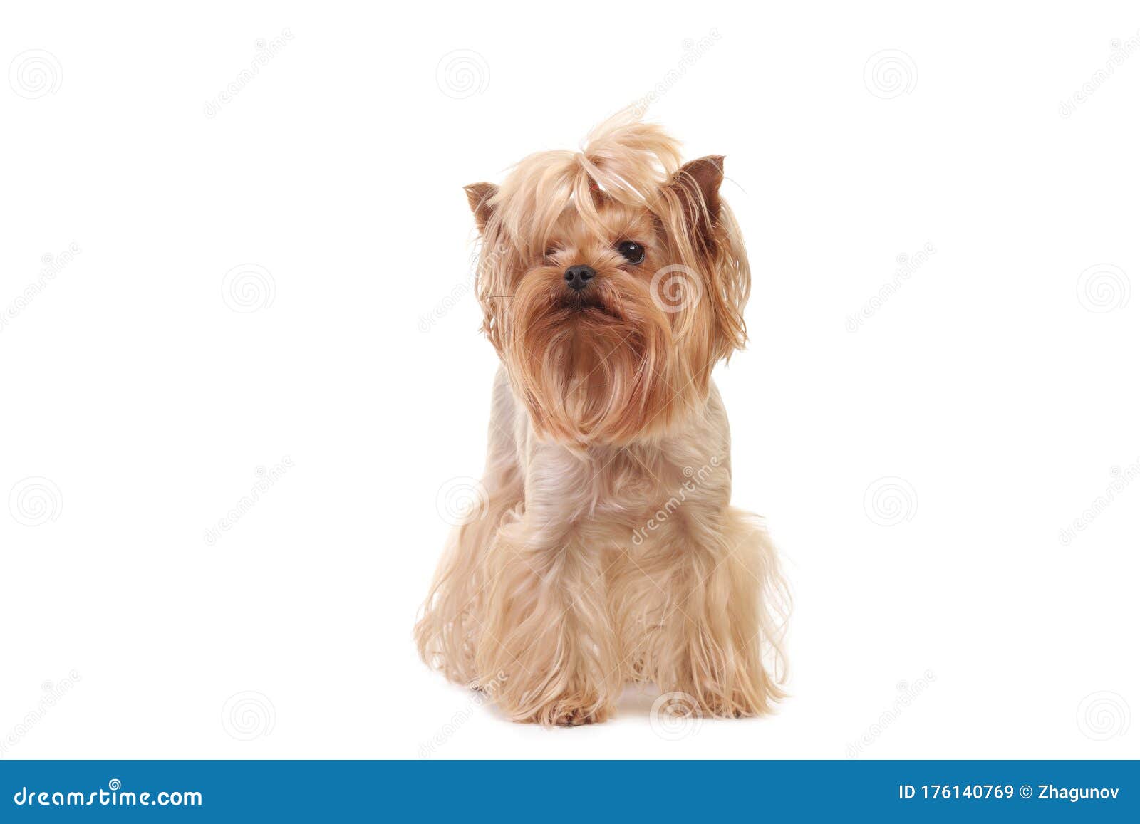 Portrait Of Yorkshire Terrier And Cat Peeking From Behind A Banner