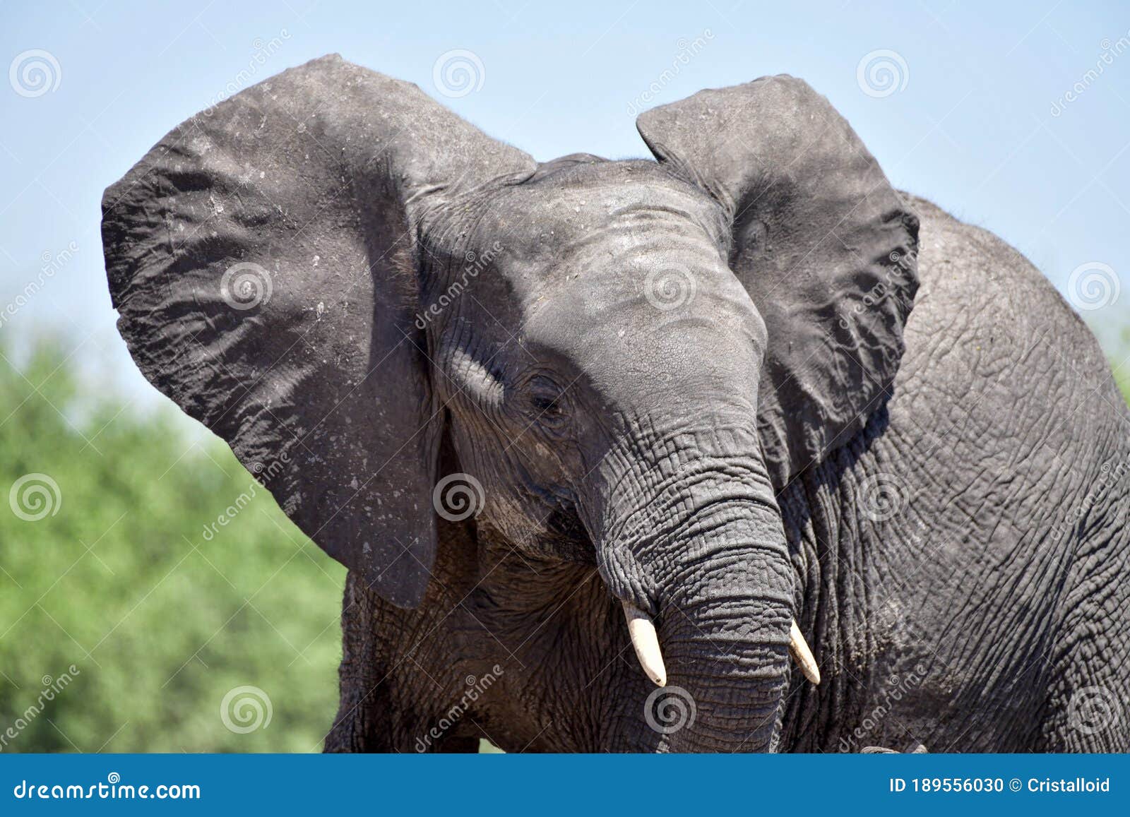 portrait of a young african elefant