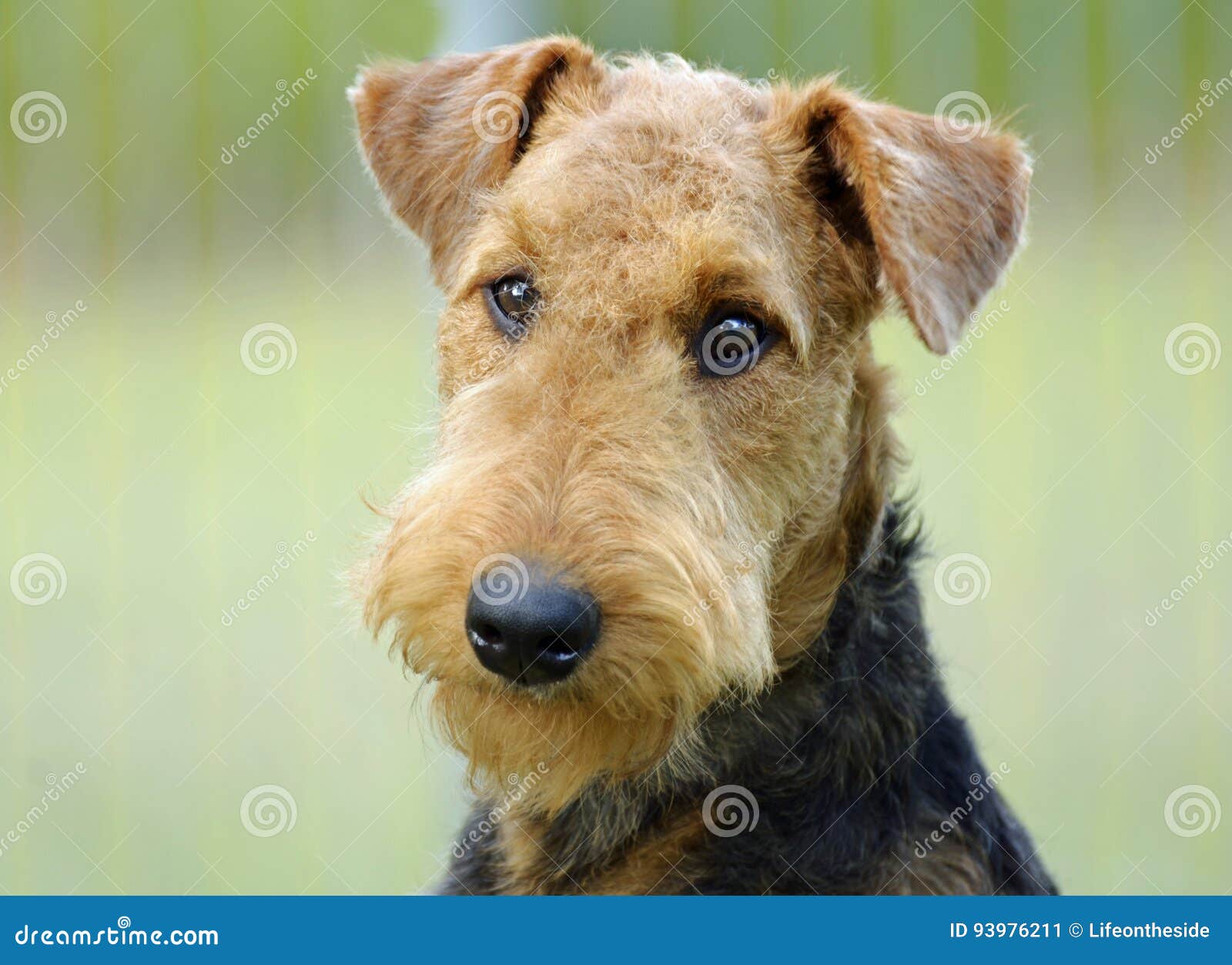 portrait young airedale terrier dog green background