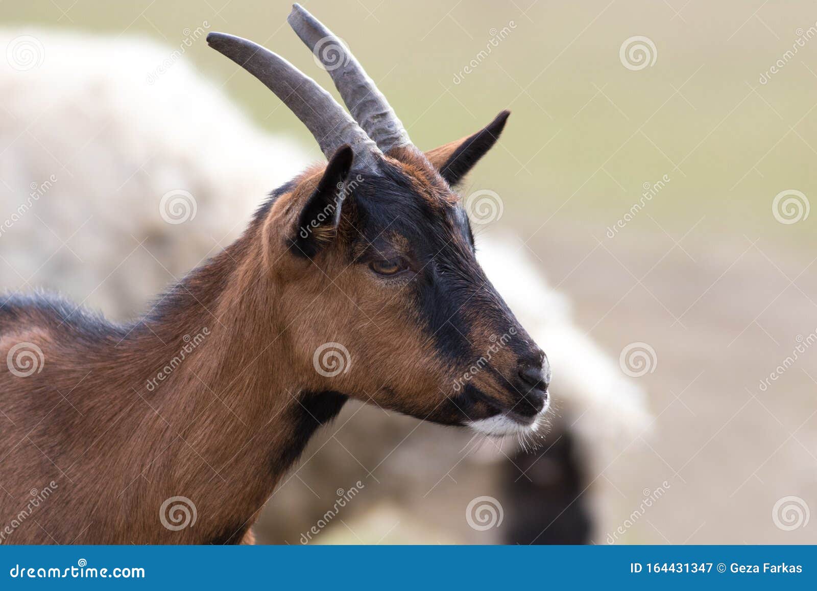 Single horned goat
