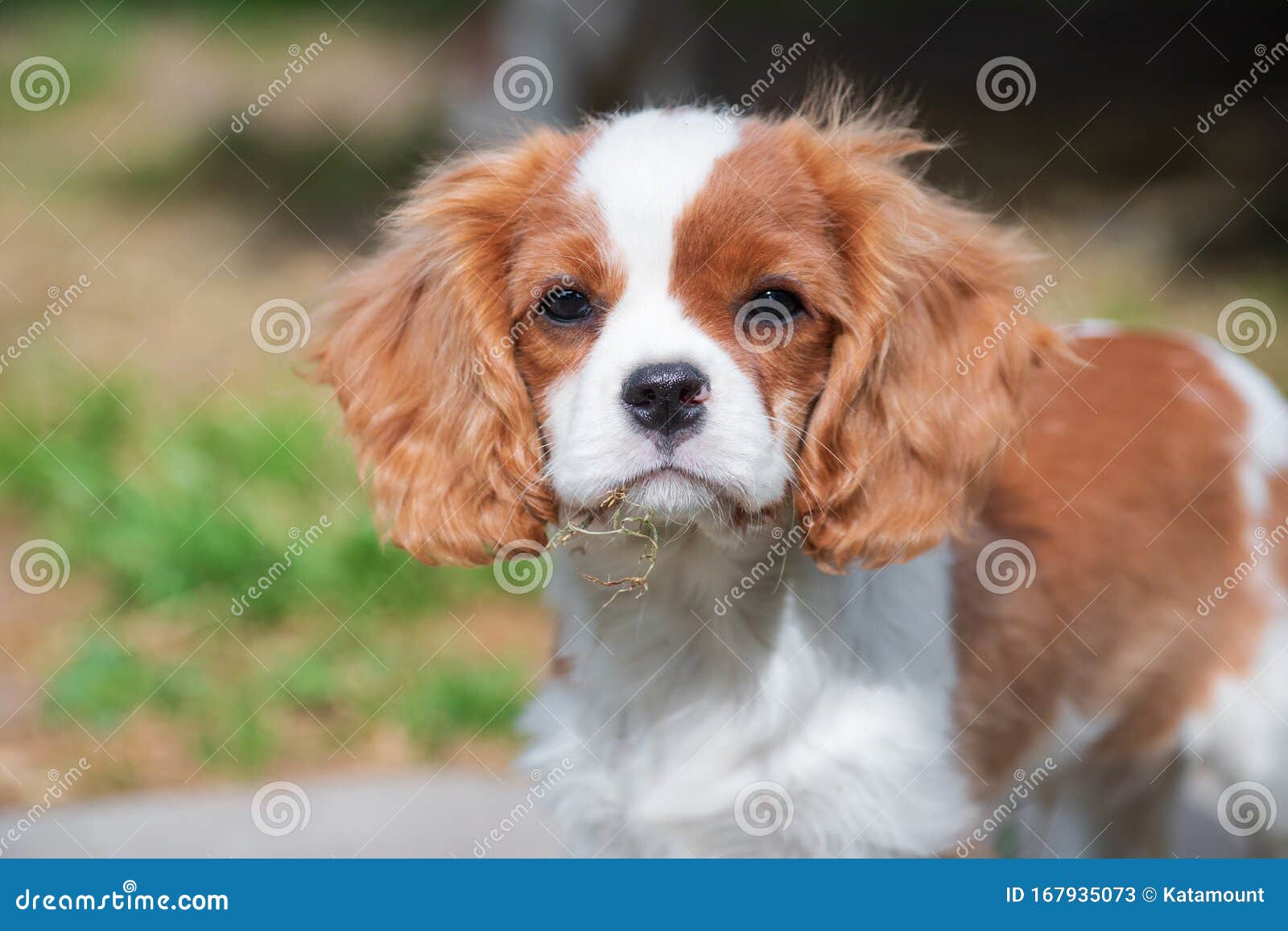 cavalier king charles spaniel dog breeds