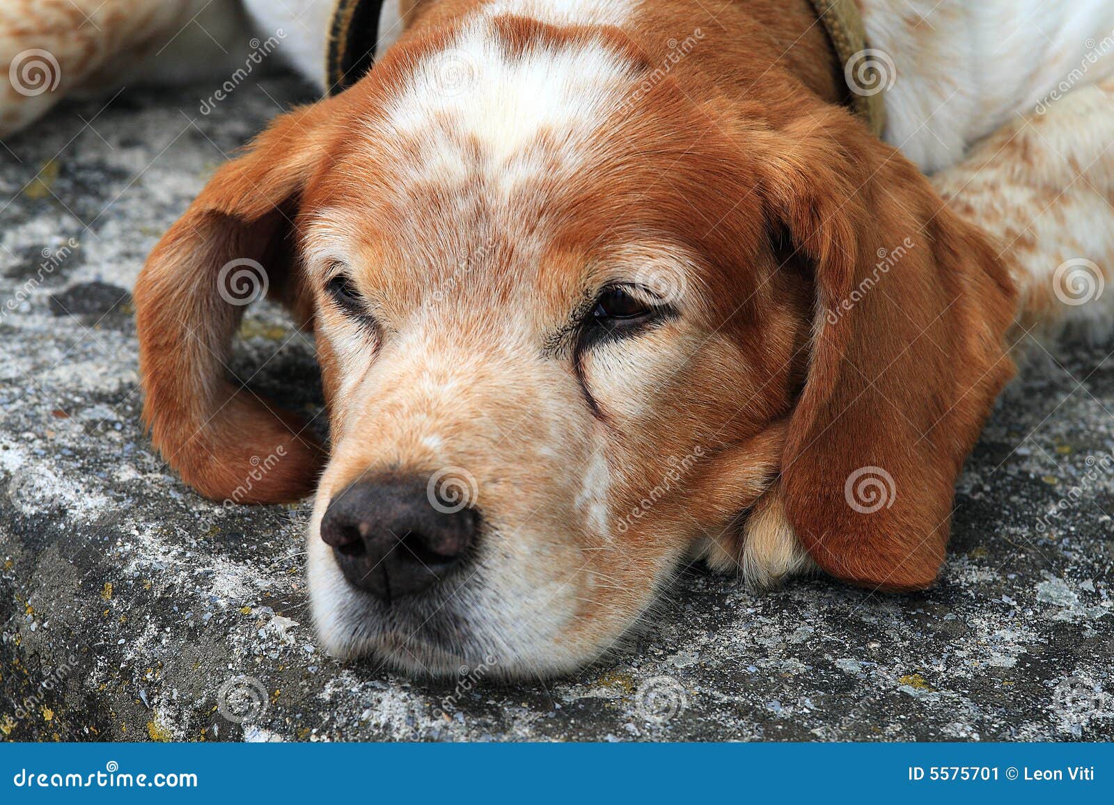 portrait of the young dog on street