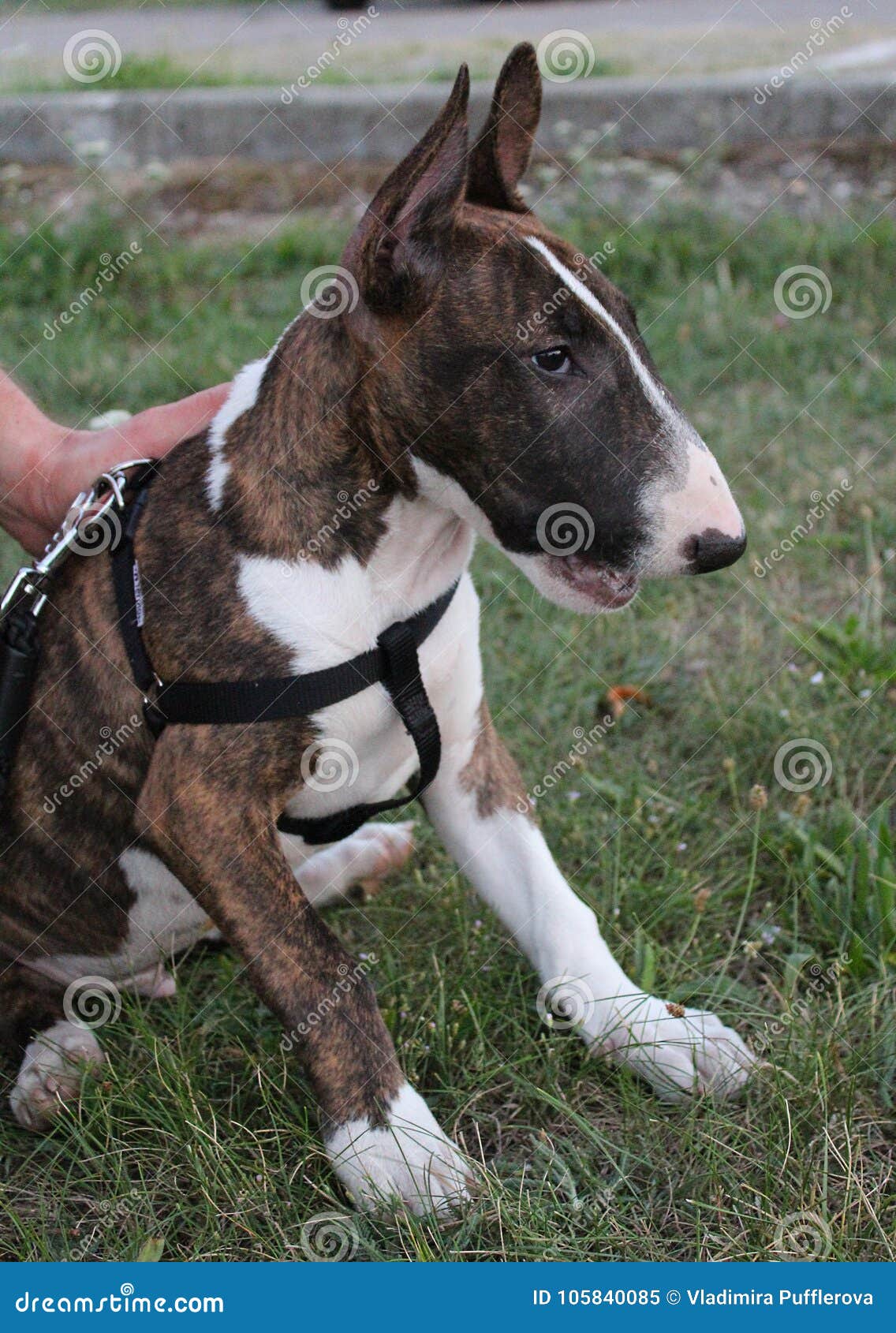 bull terrier brindle puppy