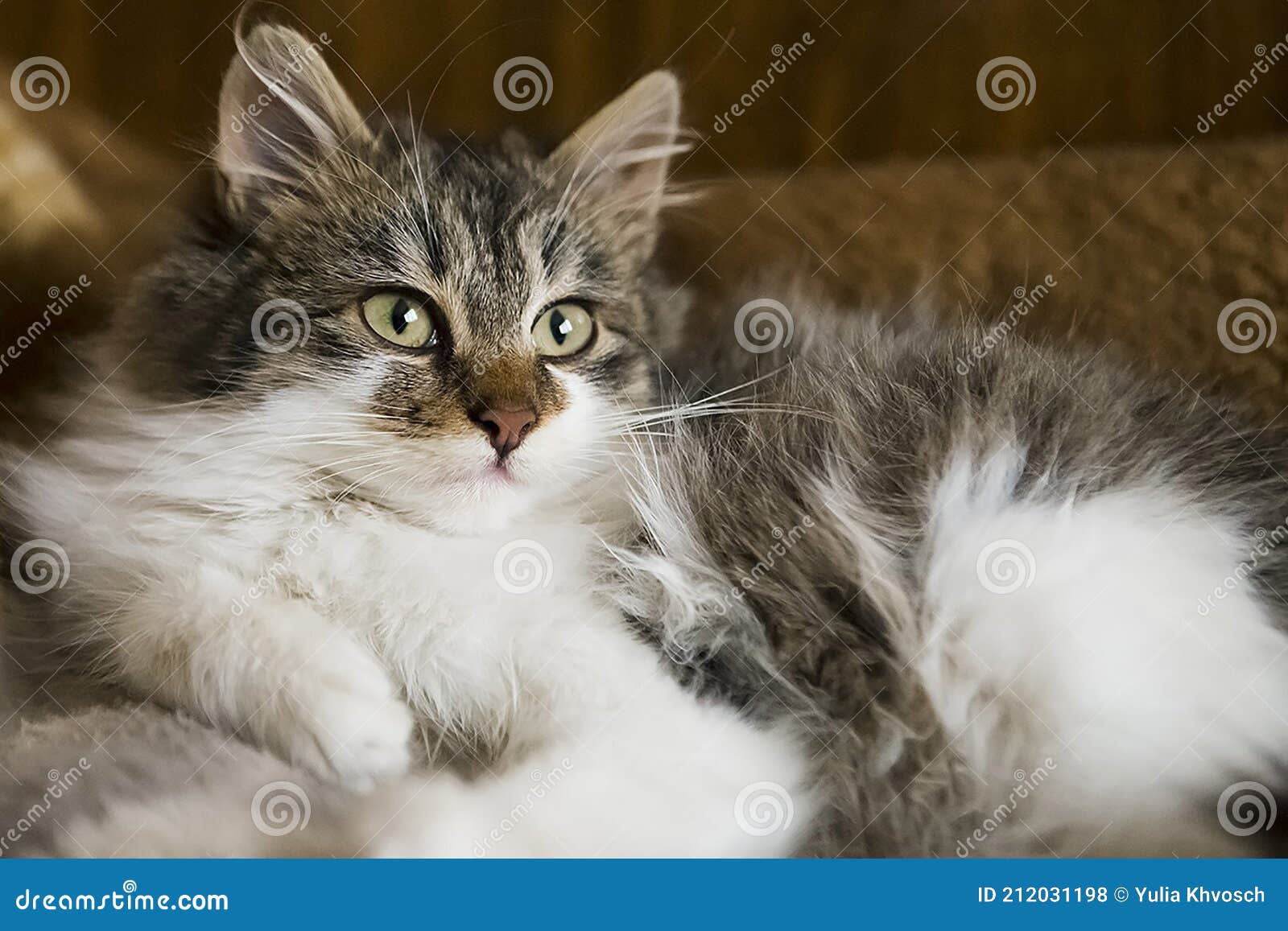 Portrait of Young Fluffy Brown Kitten. Stock Photo - Image of fluffy ...