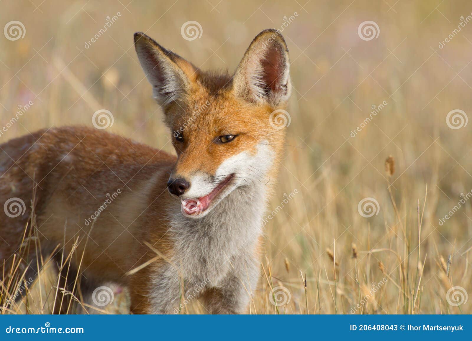 Portrait of a Young Fox. Fox in the Steppe Stock Image - Image of mouth,  green: 206408043