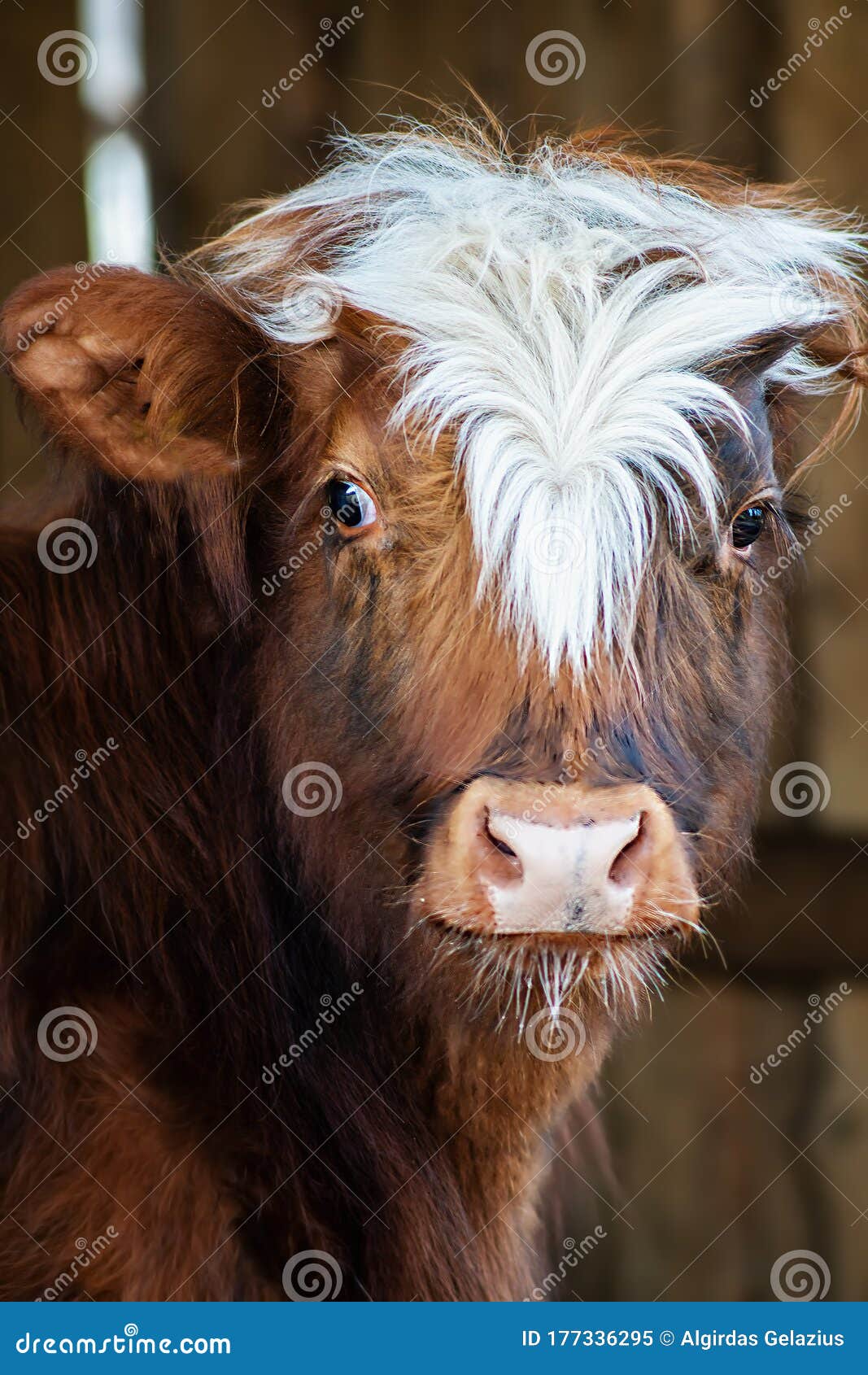 Portrait of Young Highland Cattle Crossbreed Stock Image Image of