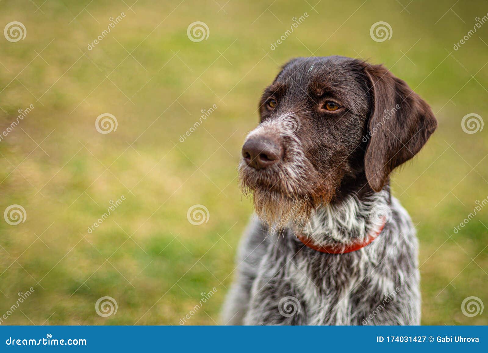 wirehaired hunting dogs