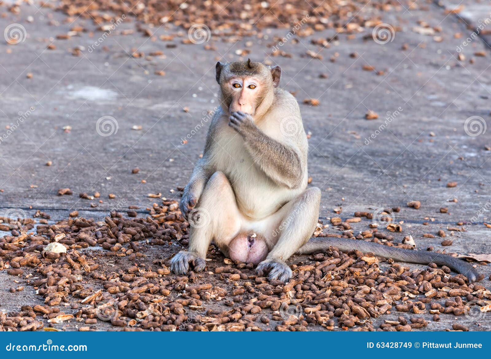 Portrait of Young Monkey Eating Bean in the Park Stock Image Image of