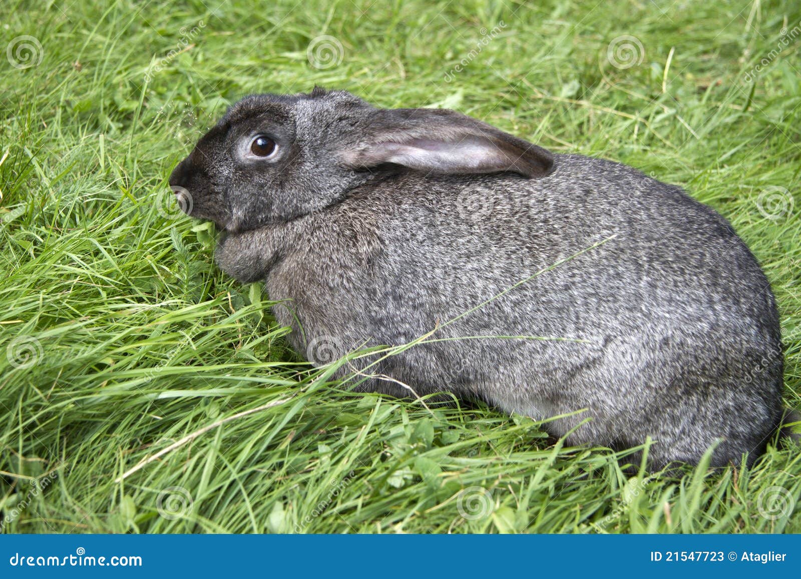 Portrait of Young Rabbits in a Meadow Stock Image Image of breeding