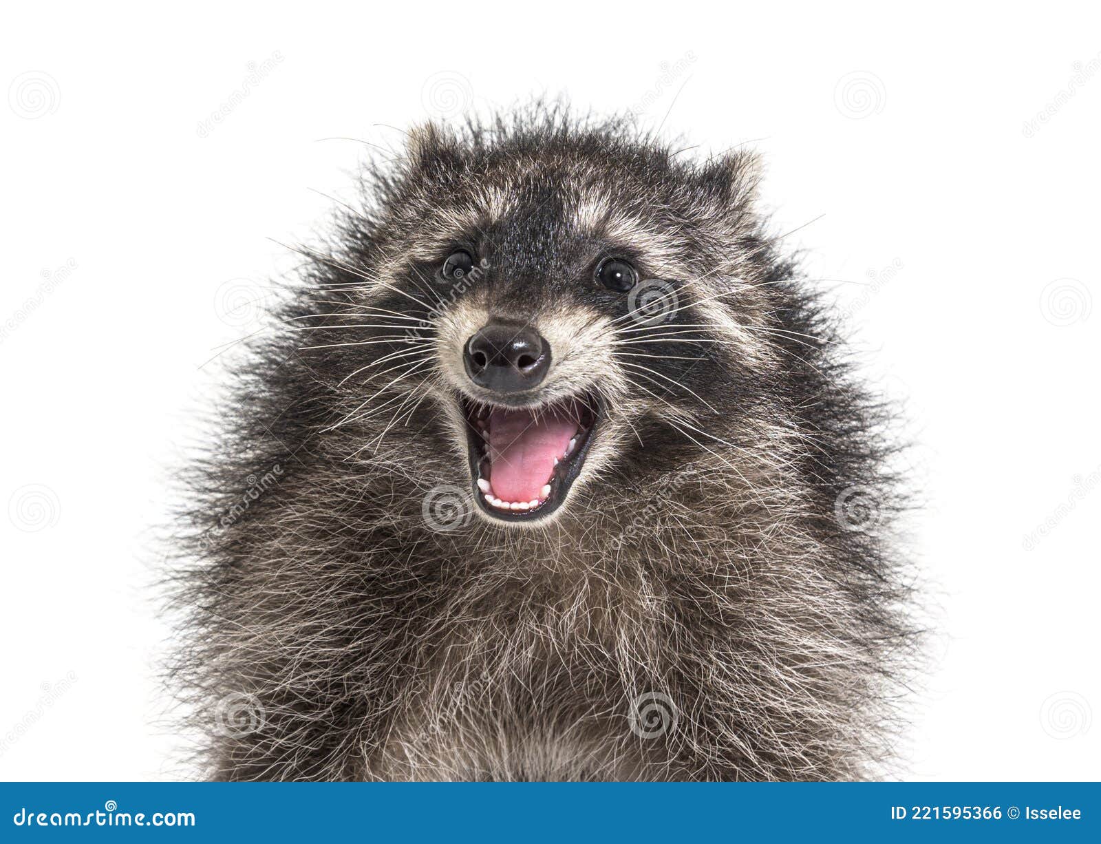 Portrait of a Young Raccoon Mouth Open. Weird Expression Stock Photo