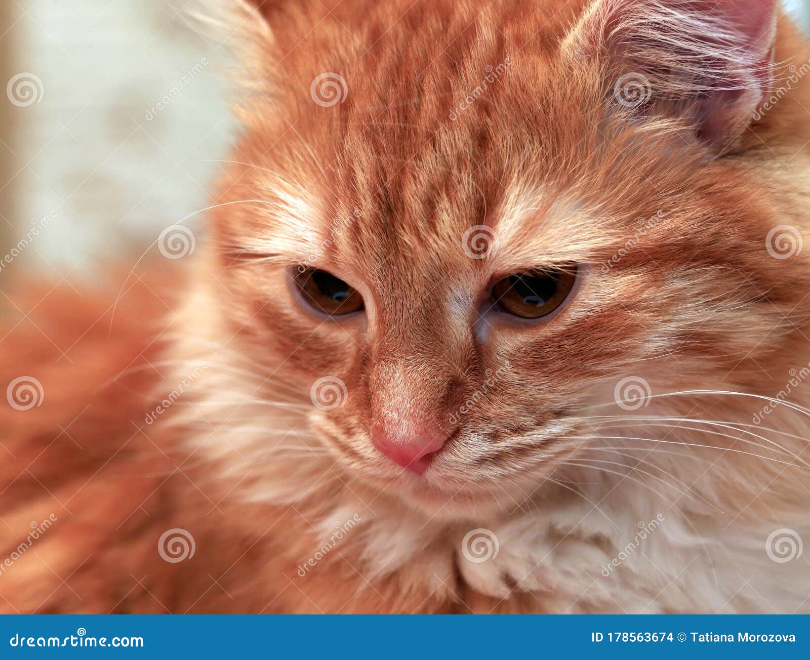 Portrait Of A Young Red-haired Cats Stock Photo - Image of kitten, cute