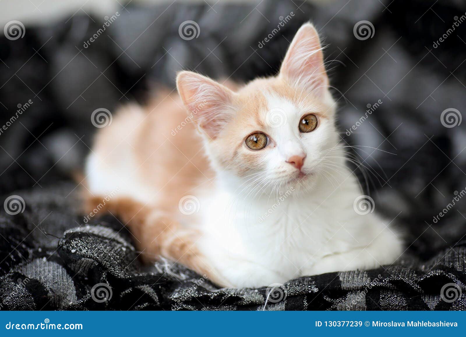 ginger and white tabby cat