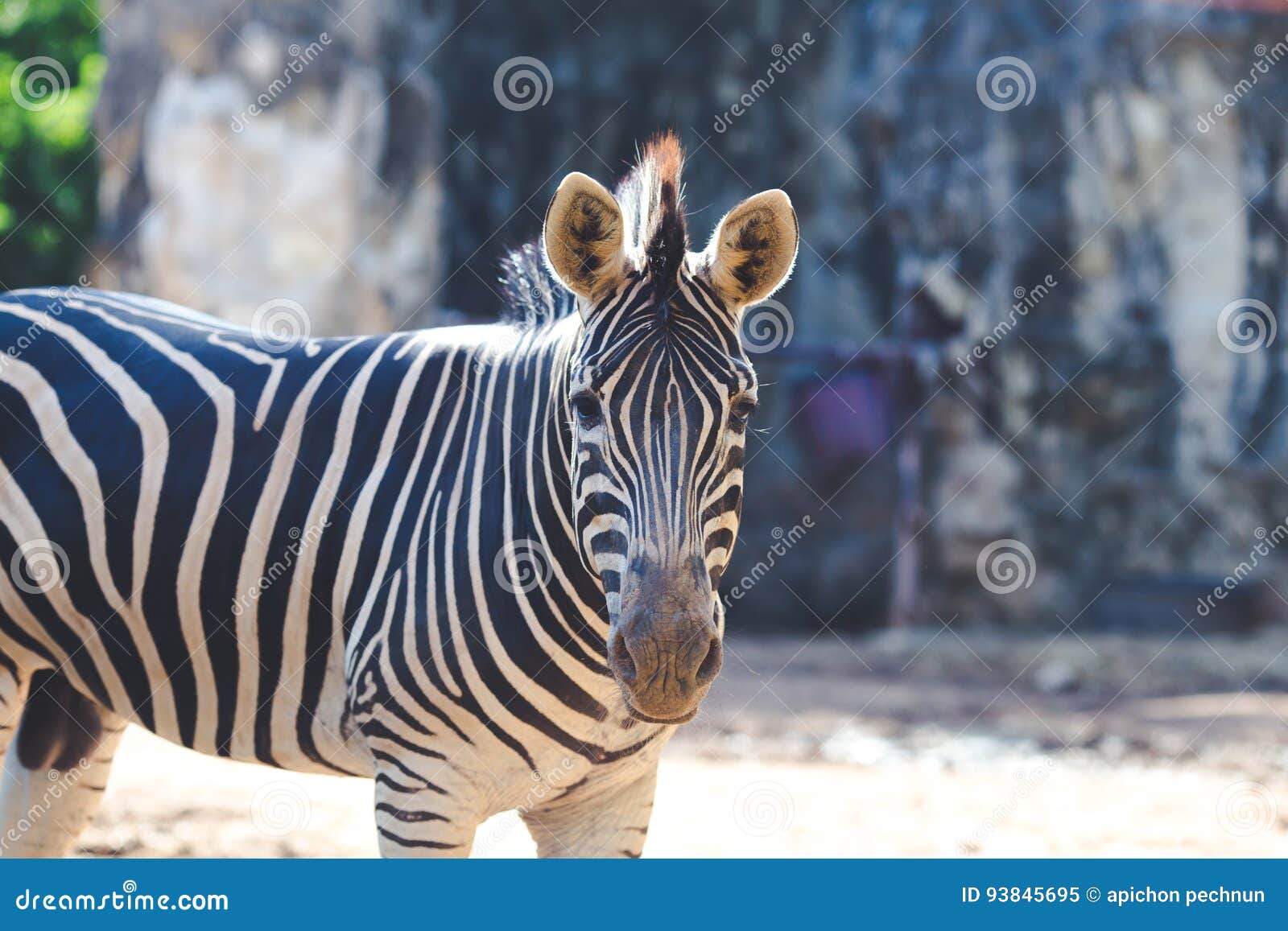 Portrait of Zebra Looking at Camera Stock Image - Image of stripes
