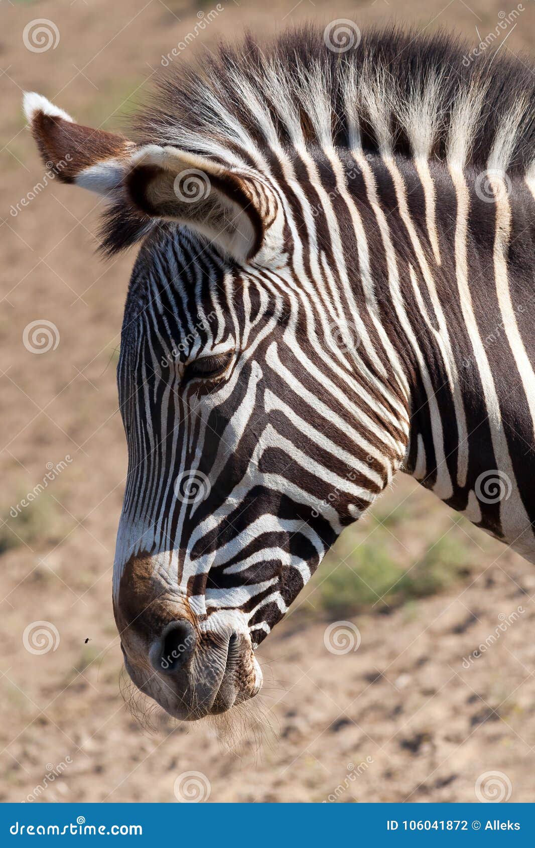 portrait of a zebral. muzzle close up. reservation askania nova, ukraine