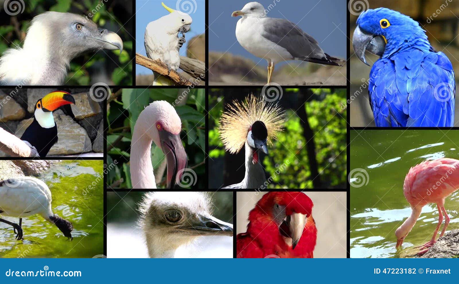 Portraits Of Birds, Collage Stock Footage - Video of pelican, beautiful:  47223182